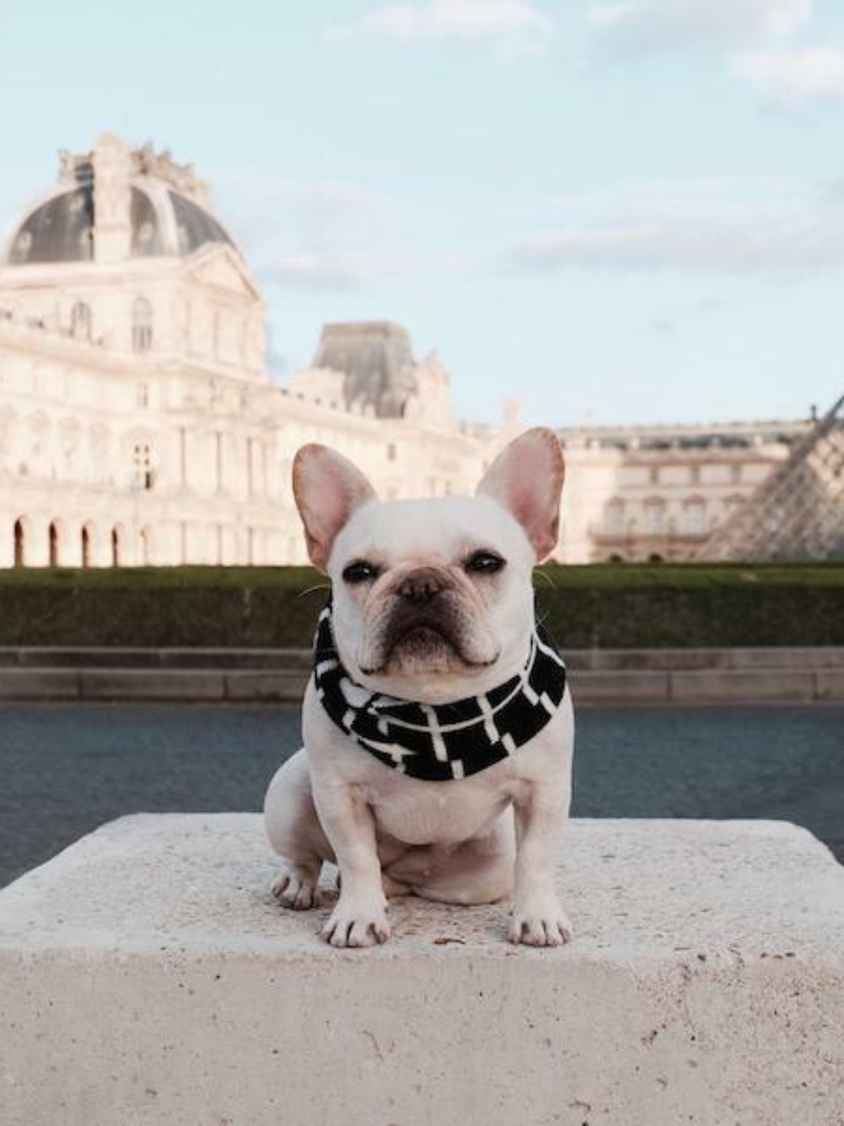 French bulldog wearing a black and white scarf, sitting on a stone block with the Louvre in the background.