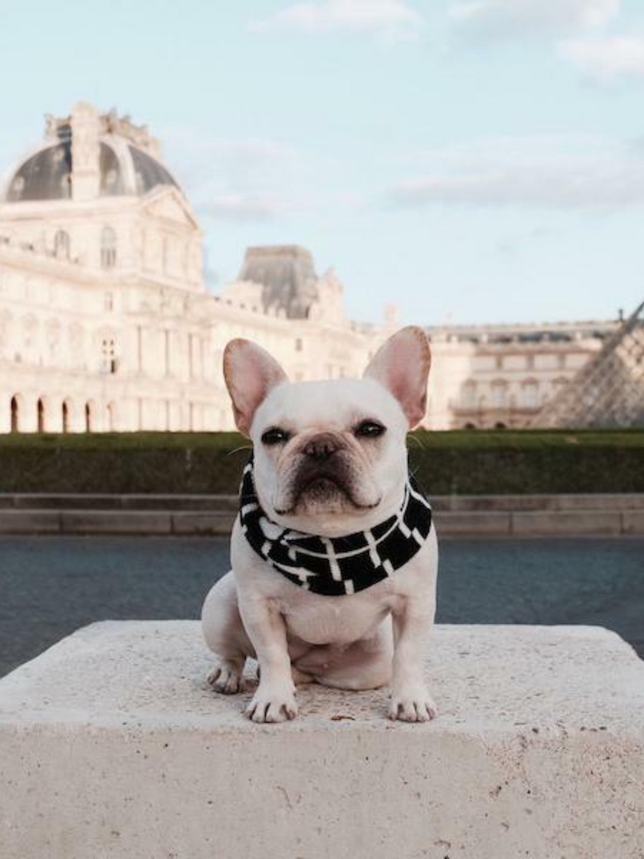 files/Dog-Scarf-2.png